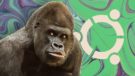 Ubuntu 20.10 Sürümü ‘Groovy Gorilla’ Kod Adıyla Çıkış Yapacak